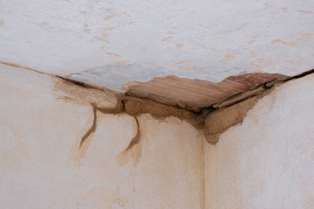 Best Flood damage cleanup  in Holley, FL