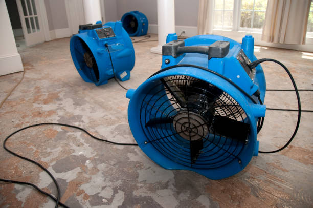 Best Basement water damage restoration  in Holley, FL