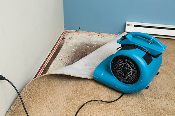 Trusted Holley, FL Water damage restoration Experts